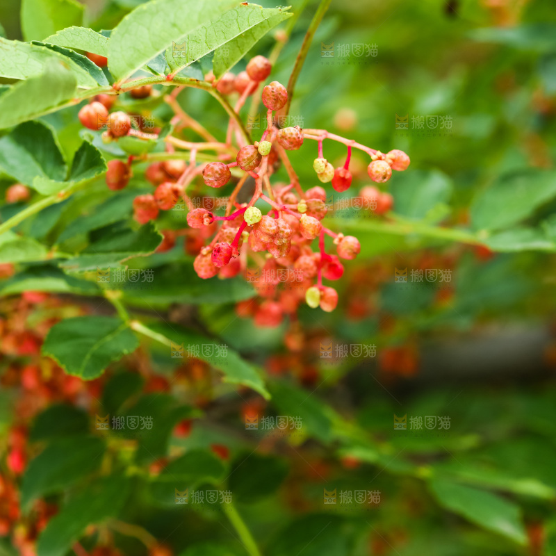 树枝上的红花椒