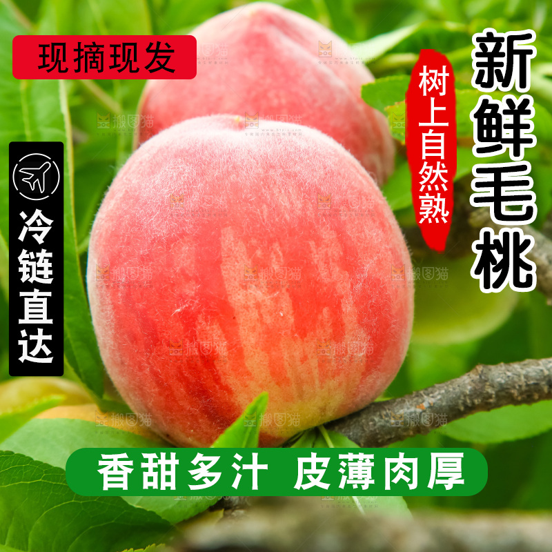 树枝上的毛桃