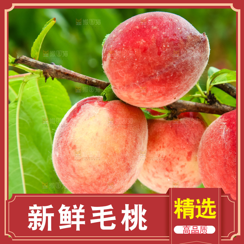 树枝上的毛桃