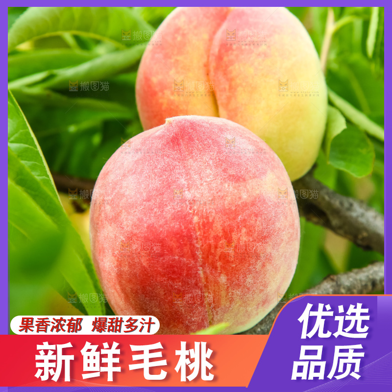 树枝上的毛桃