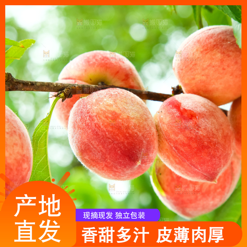 树枝上的毛桃