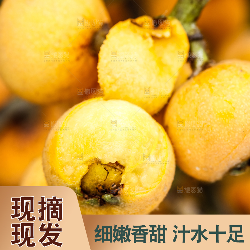 树枝上结的枇杷果