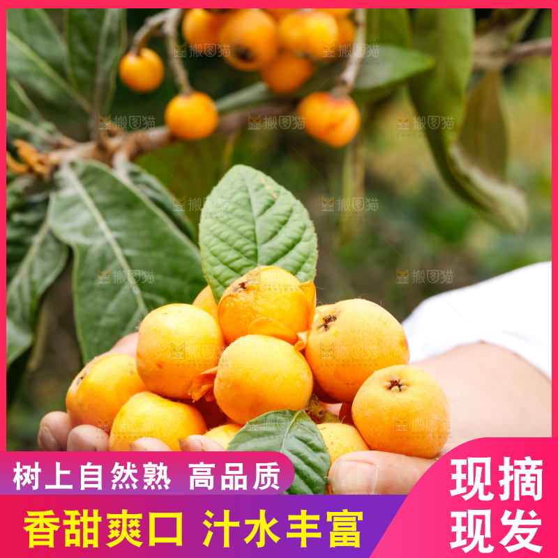 手里捧着新鲜枇杷