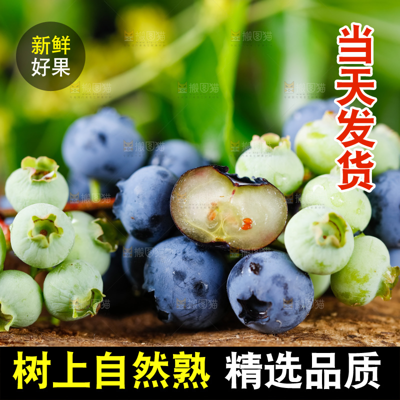 木底上放着山东蓝莓鲜果