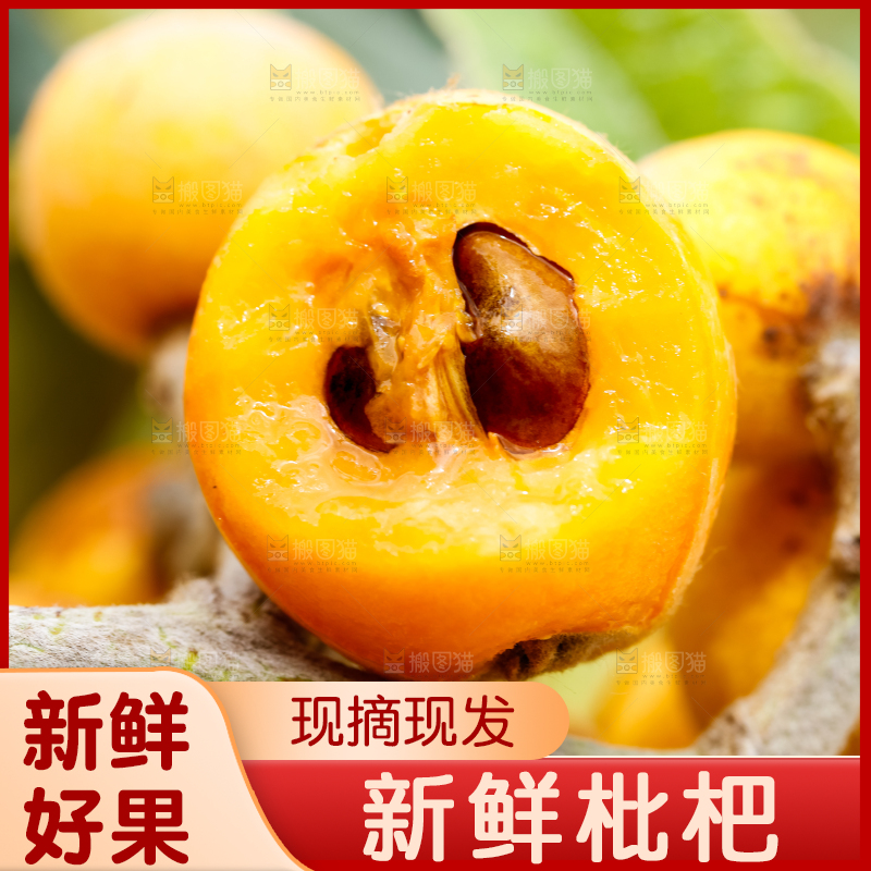 树枝上的枇杷果