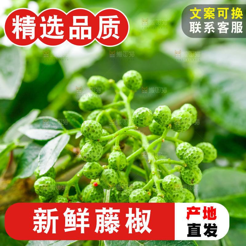 枝叶上的青花椒