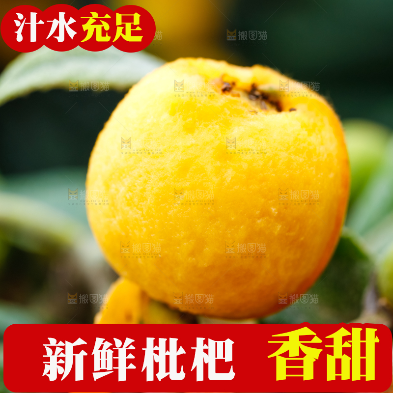 户外的枇杷果