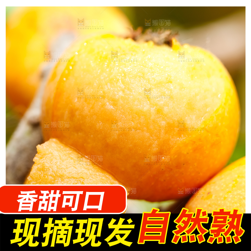 户外的枇杷果