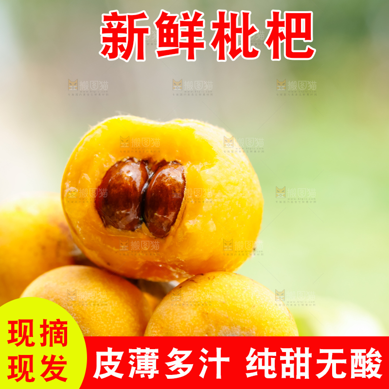 树枝上的枇杷果