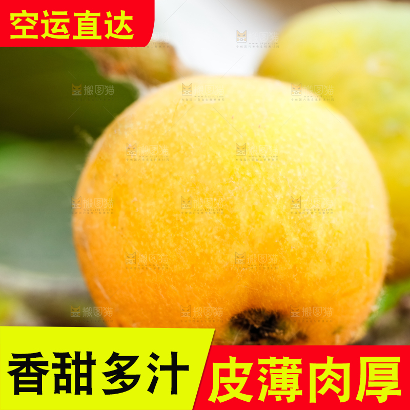 树枝上的枇杷
