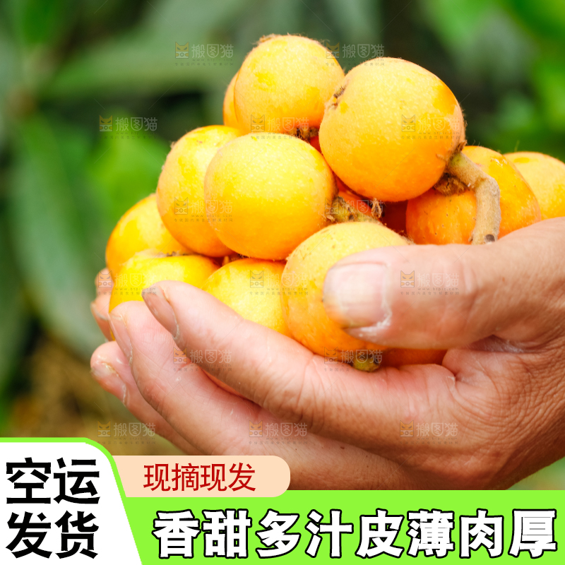 手里捧着枇杷