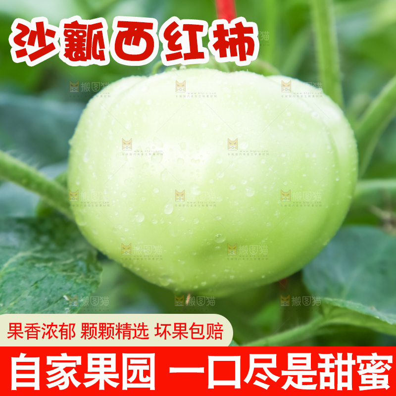 菜园里的西红柿