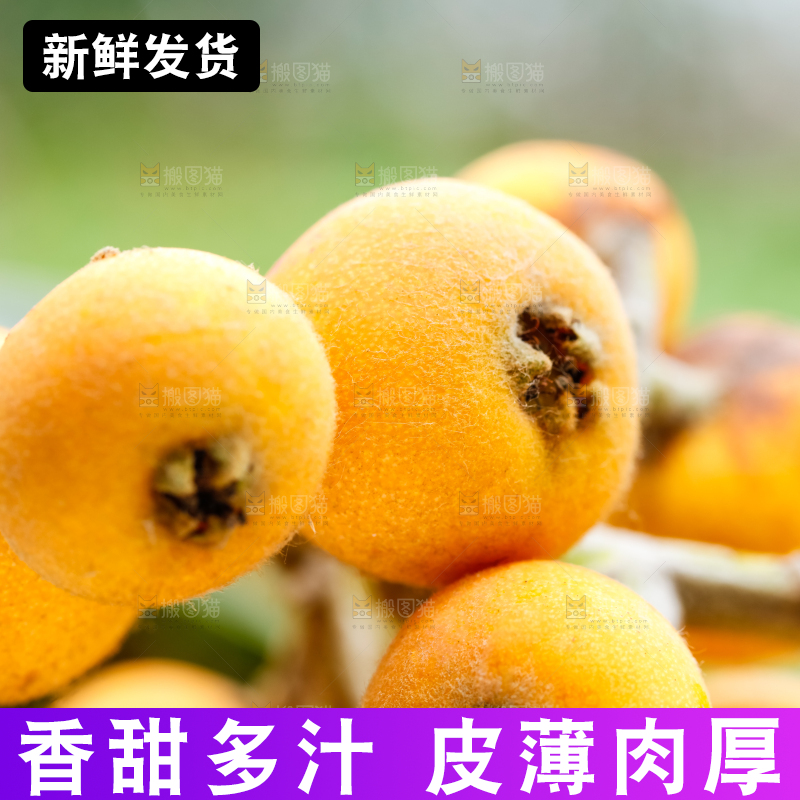 树枝上的枇杷果