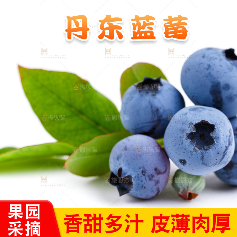 白底上摆放着蓝莓