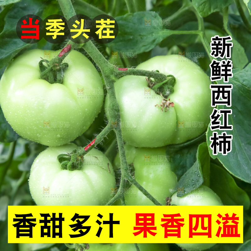 菜园里的西红柿