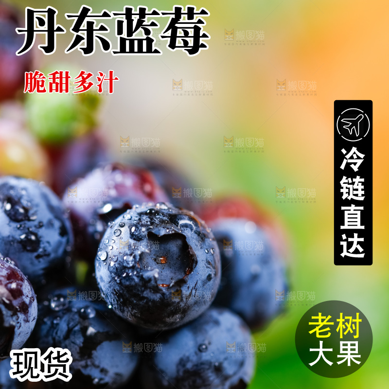 浅底上的蓝莓