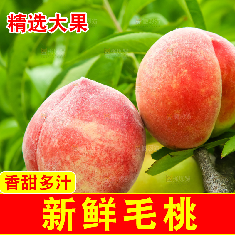 树枝上的毛桃