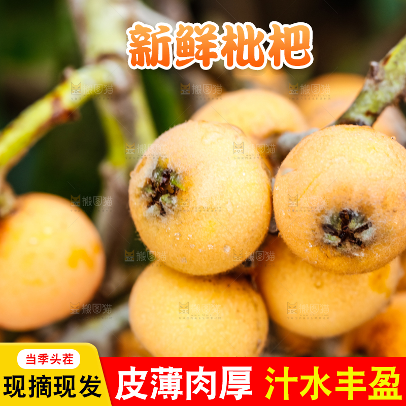 树枝上结的枇杷果