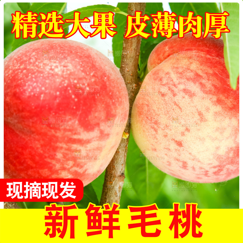 树枝上的毛桃