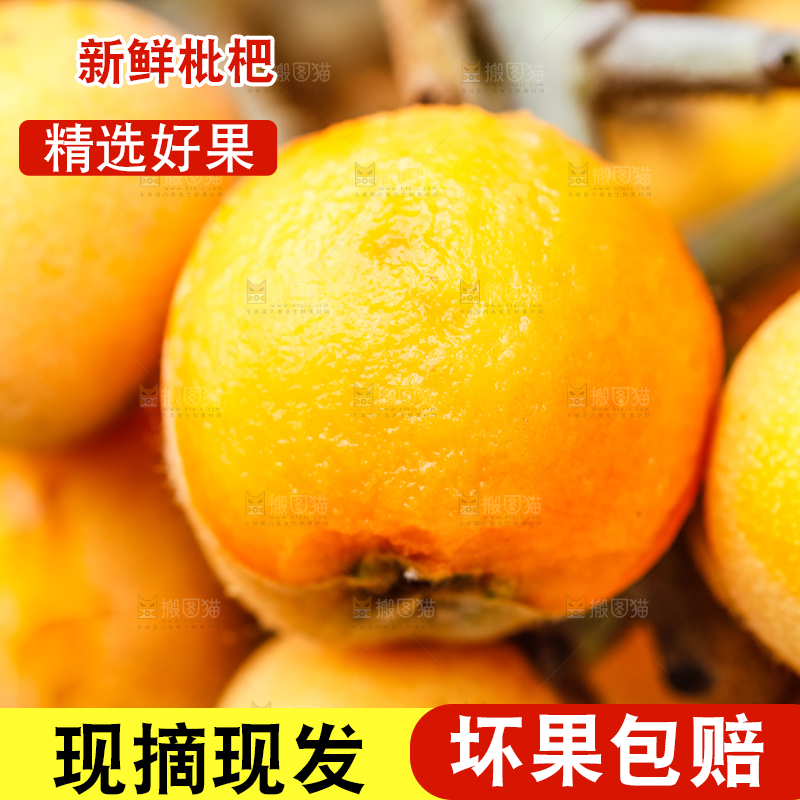 树枝上结的枇杷