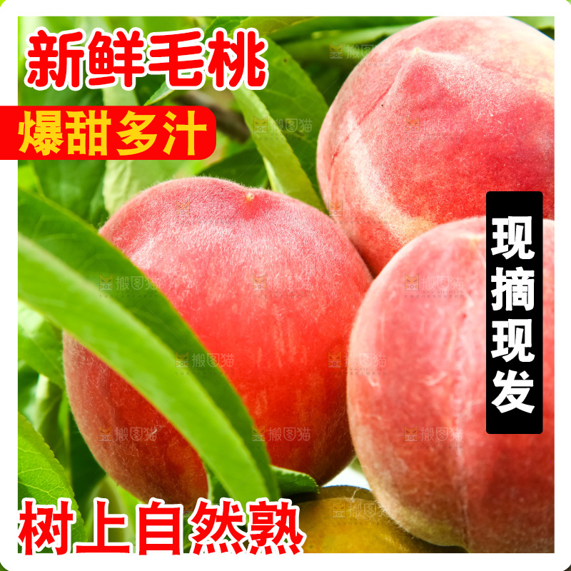 树枝上的毛桃