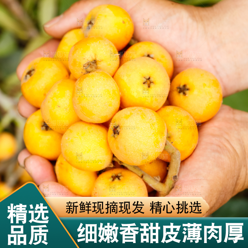 手里捧着枇杷