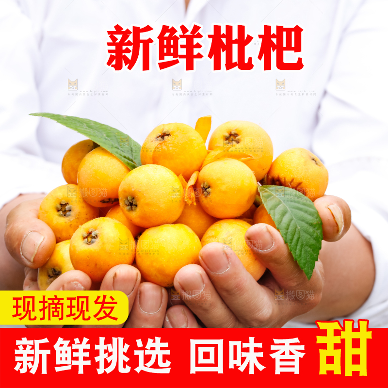 农民手里捧着采摘的枇杷果