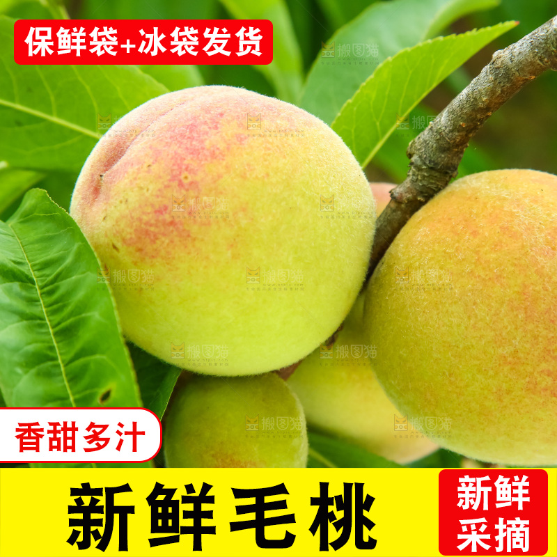 树枝上的毛桃