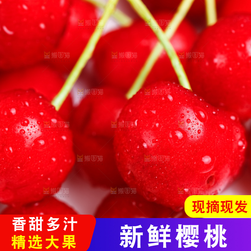 白底上的烟台樱桃