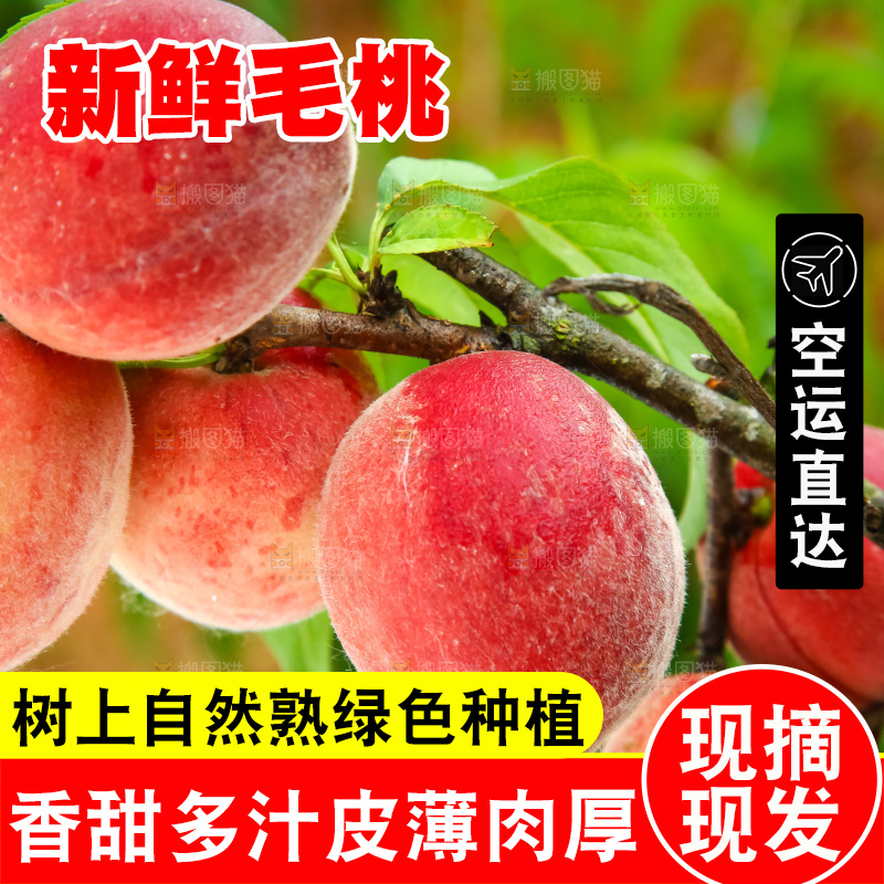 树枝上的毛桃