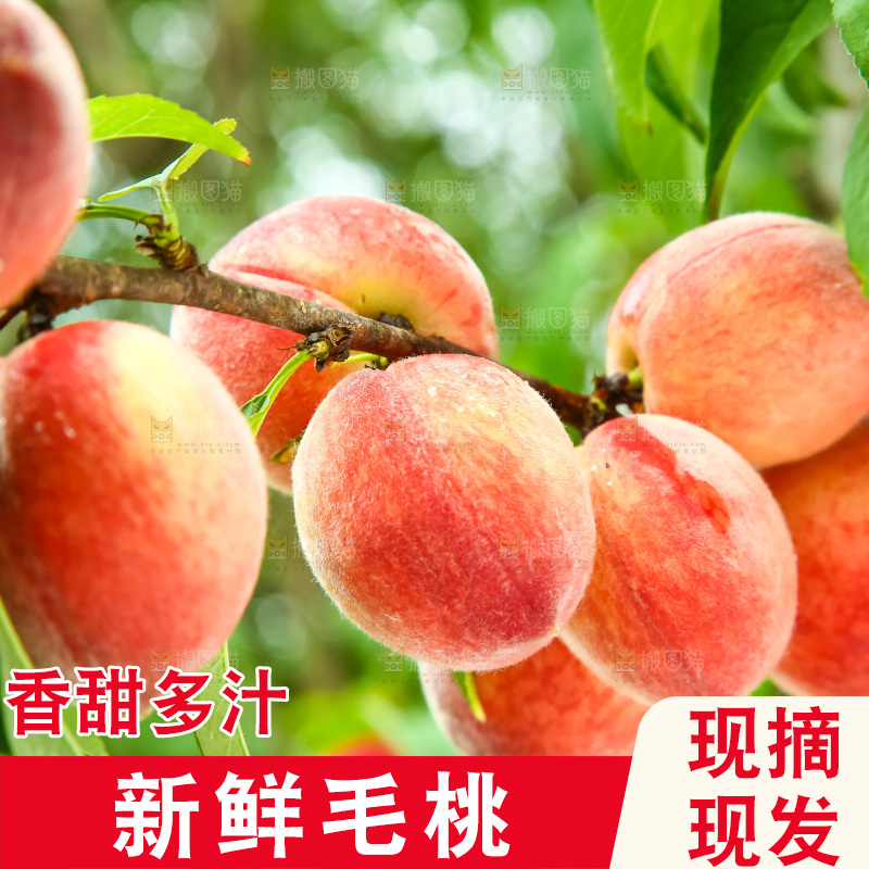 树枝上的毛桃
