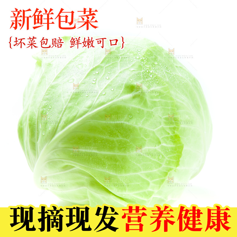 白底上的包菜