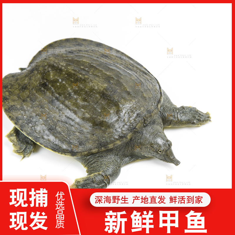 白底上放着甲鱼