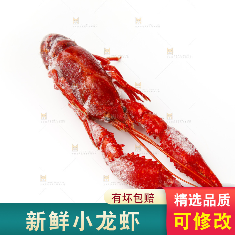 白底上的小龙虾