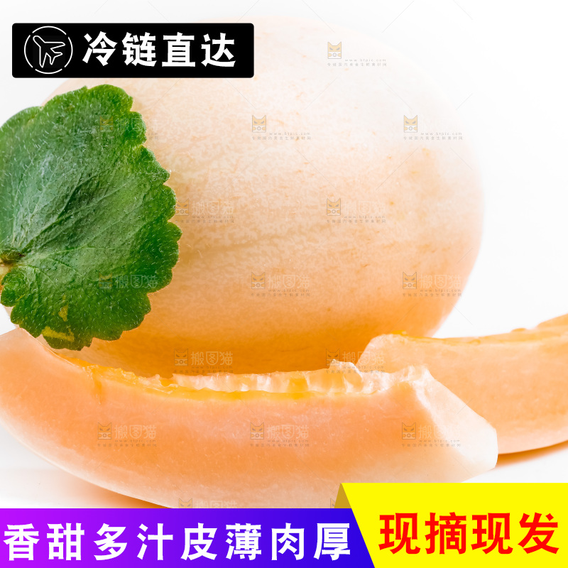 山东东方蜜瓜放在白底上