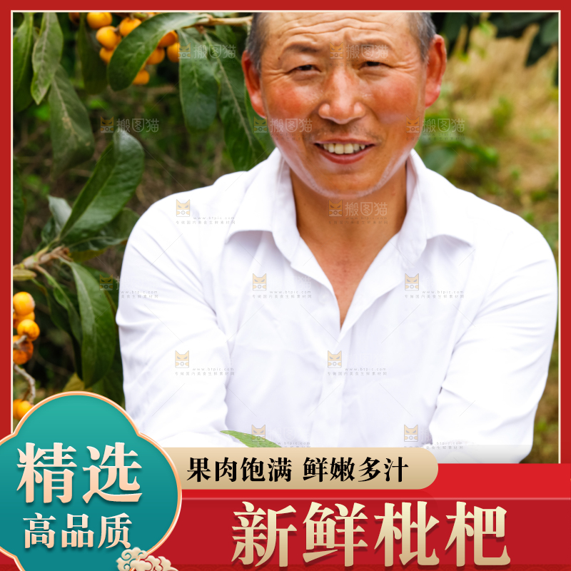 农民手里捧着采摘的枇杷果