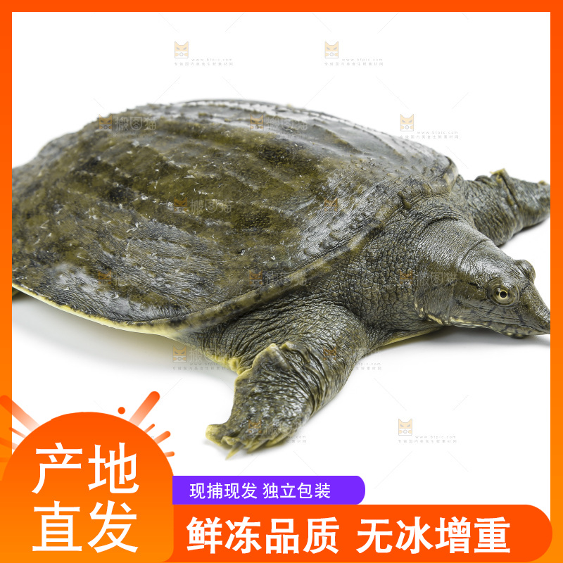 白底上放着甲鱼
