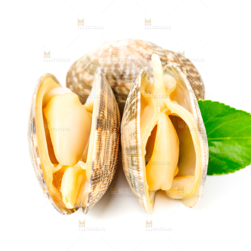 白底上放着蛤蜊