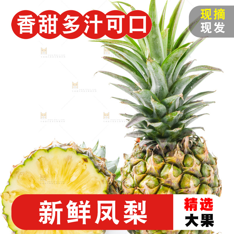 浅底上的海南凤梨