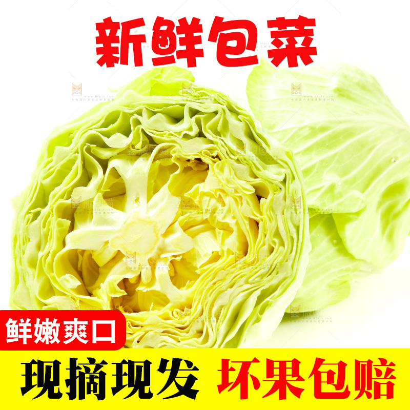 白底上的包菜