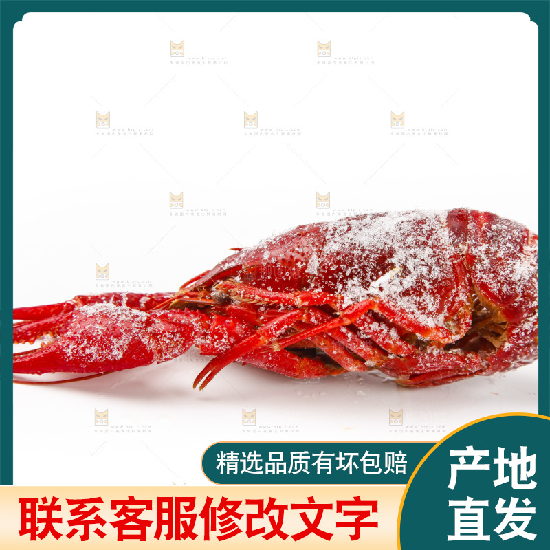 白底上的小龙虾