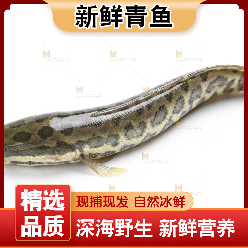 白底上的青鱼苗