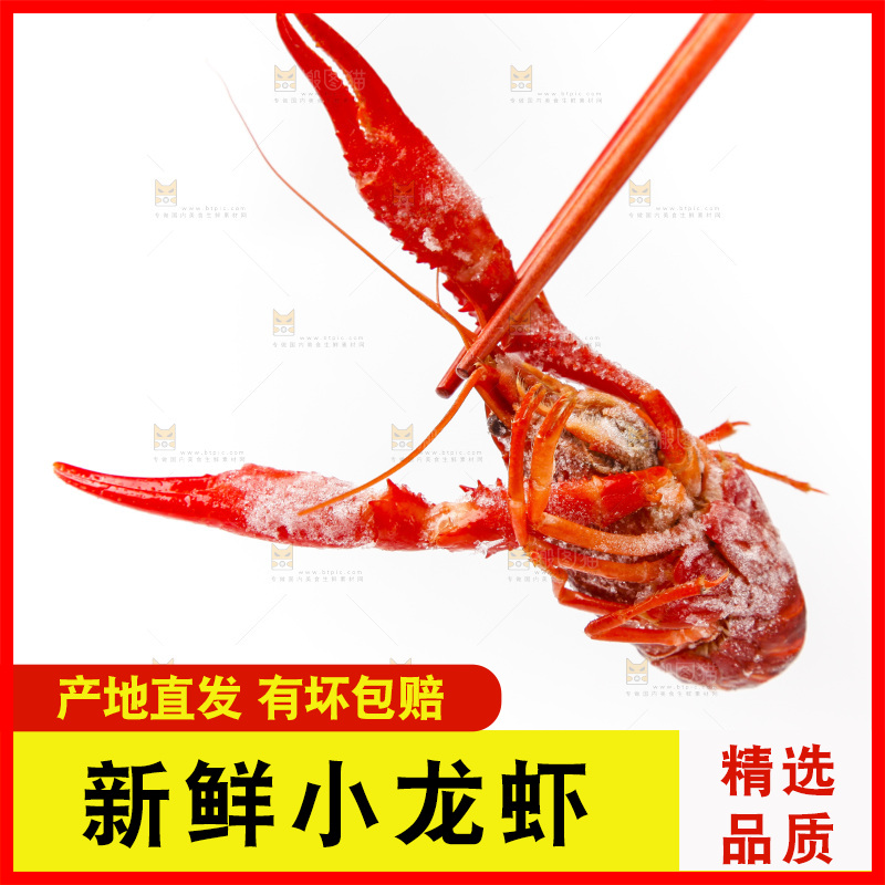 白底上的小龙虾