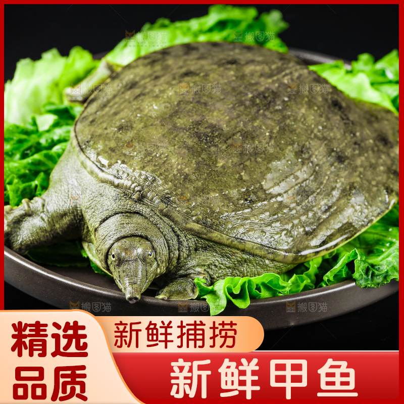 黑底上放着甲鱼