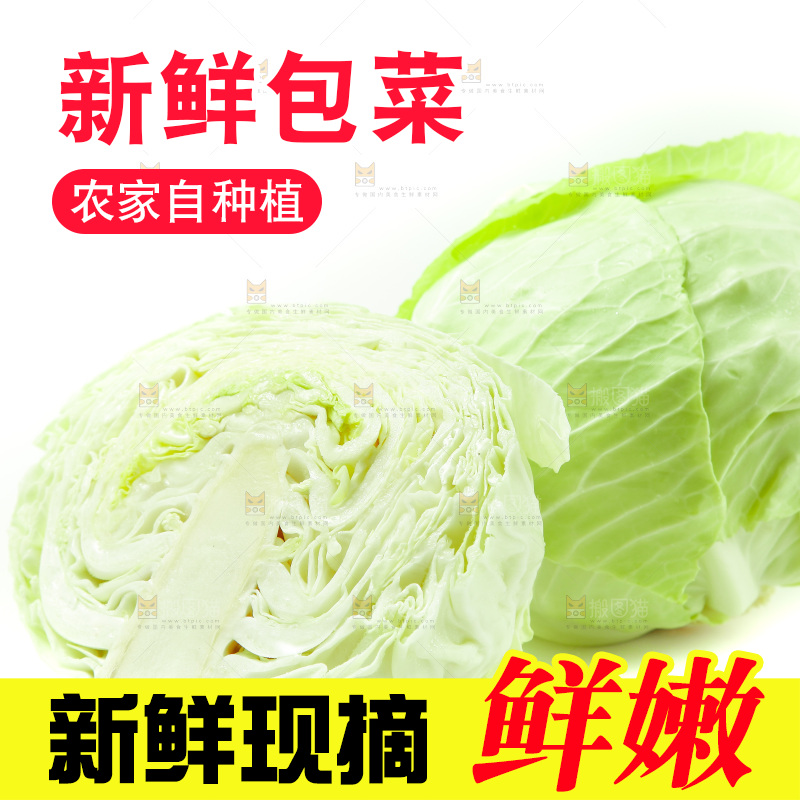 白底上的包菜