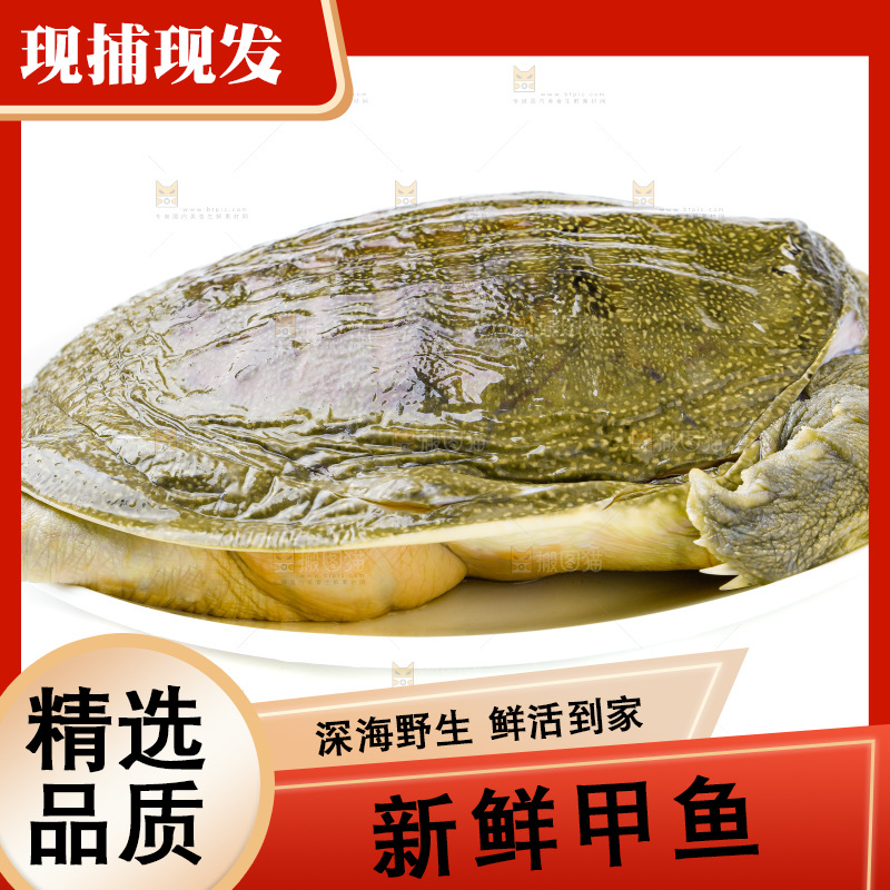 白底上放着甲鱼