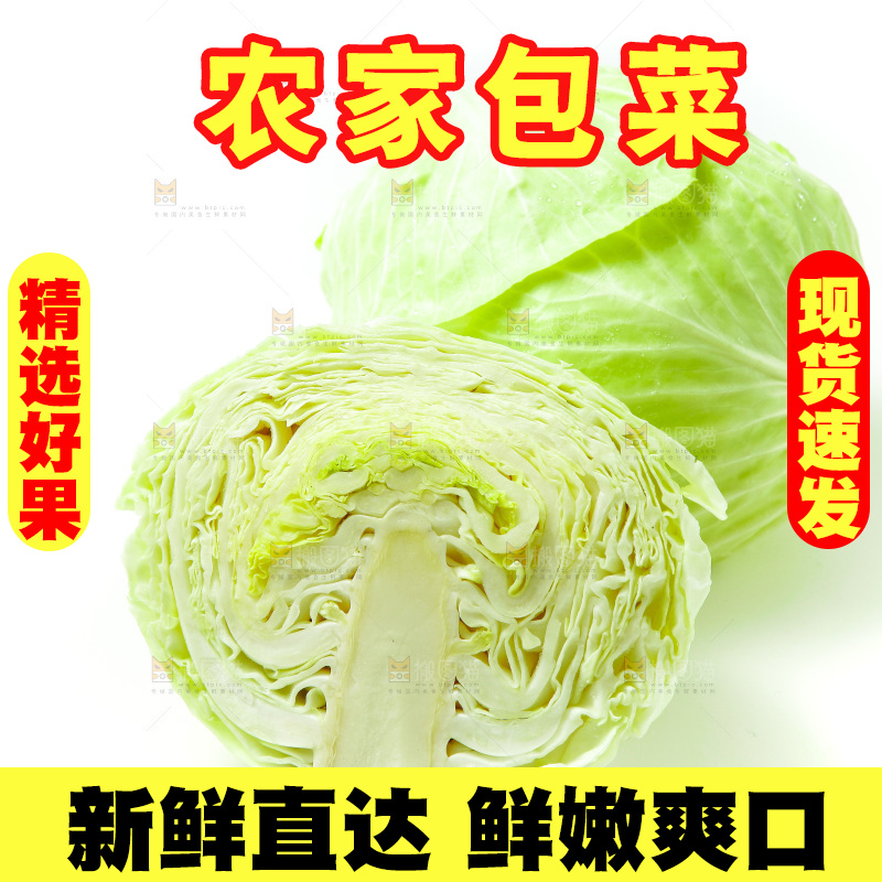 白底上的包菜