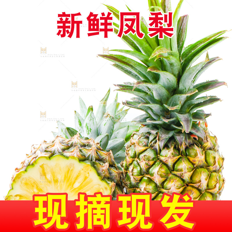 浅底上的海南凤梨