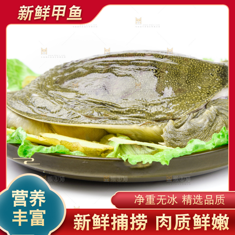 白底上放着甲鱼