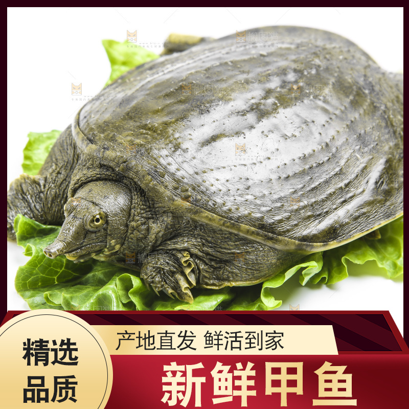 白底上放着甲鱼